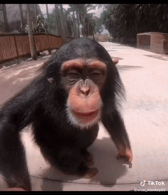 GIF A